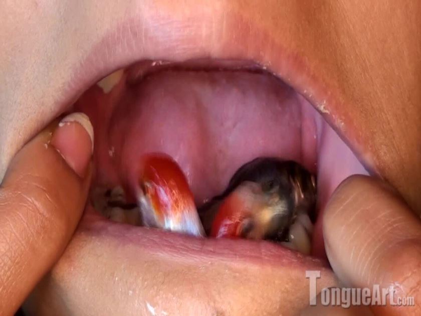 Cover 4 gisellefishysinmymouth - Full HD/WMV