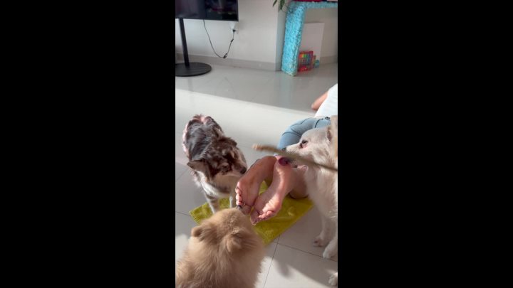 Cover 3 Alyafeets - Getting tickled by my 4 dogs - Full HD/MP4